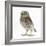 Portrait of a Young Little Owl (Athene Noctua)-Mark Taylor-Framed Photographic Print