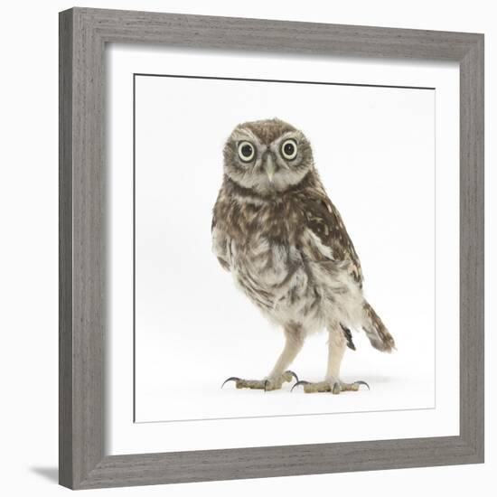 Portrait of a Young Little Owl (Athene Noctua)-Mark Taylor-Framed Photographic Print