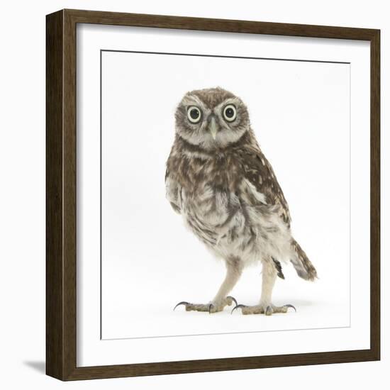 Portrait of a Young Little Owl (Athene Noctua)-Mark Taylor-Framed Photographic Print