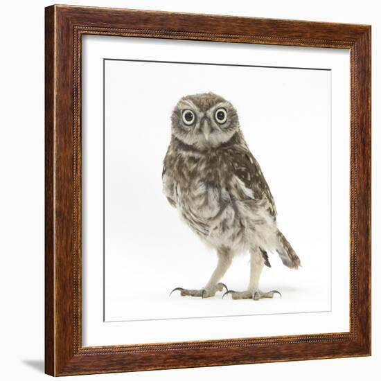 Portrait of a Young Little Owl (Athene Noctua)-Mark Taylor-Framed Photographic Print