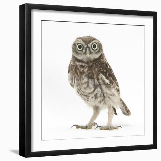 Portrait of a Young Little Owl (Athene Noctua)-Mark Taylor-Framed Photographic Print