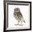 Portrait of a Young Little Owl (Athene Noctua)-Mark Taylor-Framed Photographic Print