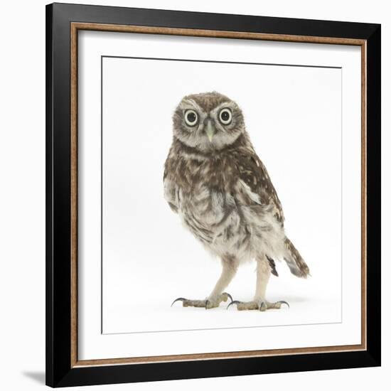 Portrait of a Young Little Owl (Athene Noctua)-Mark Taylor-Framed Photographic Print