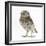 Portrait of a Young Little Owl (Athene Noctua)-Mark Taylor-Framed Photographic Print