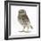 Portrait of a Young Little Owl (Athene Noctua)-Mark Taylor-Framed Photographic Print