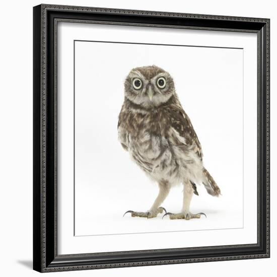 Portrait of a Young Little Owl (Athene Noctua)-Mark Taylor-Framed Photographic Print