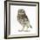 Portrait of a Young Little Owl (Athene Noctua)-Mark Taylor-Framed Photographic Print