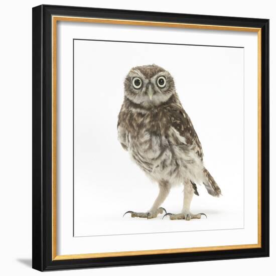 Portrait of a Young Little Owl (Athene Noctua)-Mark Taylor-Framed Photographic Print