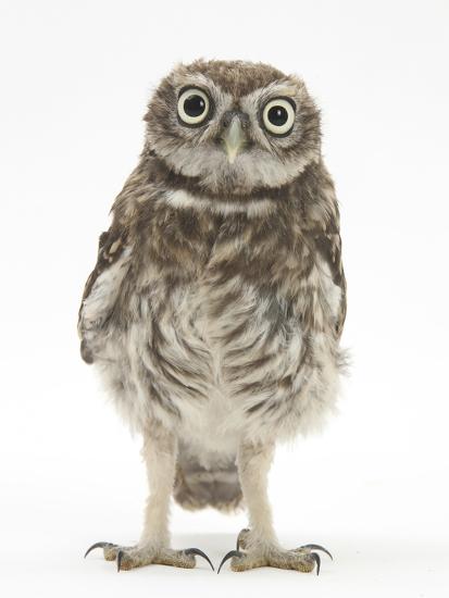 'Portrait of a Young Little Owl (Athene Noctua)' Photographic Print