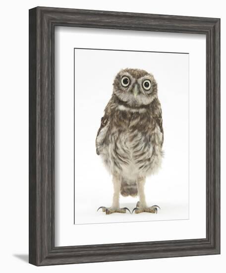 Portrait of a Young Little Owl (Athene Noctua)-Mark Taylor-Framed Photographic Print