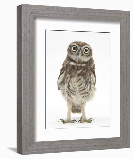 Portrait of a Young Little Owl (Athene Noctua)-Mark Taylor-Framed Photographic Print