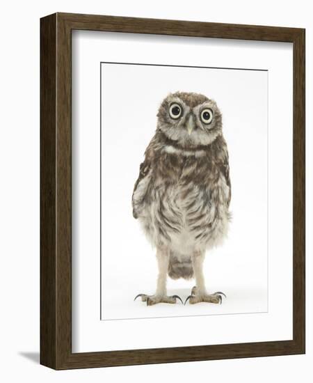 Portrait of a Young Little Owl (Athene Noctua)-Mark Taylor-Framed Photographic Print