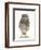 Portrait of a Young Little Owl (Athene Noctua)-Mark Taylor-Framed Photographic Print