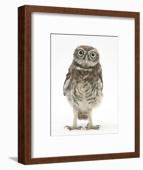 Portrait of a Young Little Owl (Athene Noctua)-Mark Taylor-Framed Photographic Print