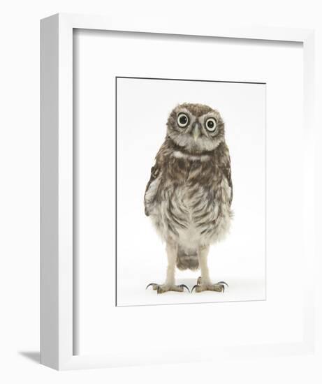 Portrait of a Young Little Owl (Athene Noctua)-Mark Taylor-Framed Photographic Print