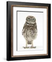 Portrait of a Young Little Owl (Athene Noctua)-Mark Taylor-Framed Photographic Print