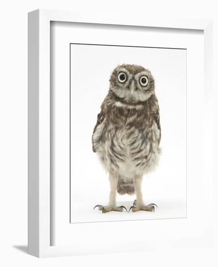 Portrait of a Young Little Owl (Athene Noctua)-Mark Taylor-Framed Photographic Print