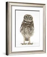 Portrait of a Young Little Owl (Athene Noctua)-Mark Taylor-Framed Photographic Print