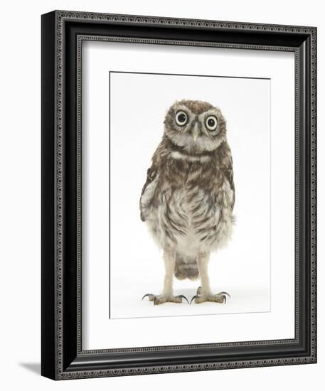 Portrait of a Young Little Owl (Athene Noctua)-Mark Taylor-Framed Photographic Print