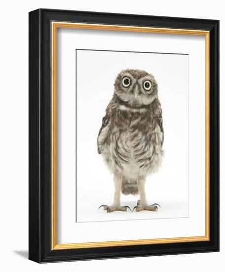 Portrait of a Young Little Owl (Athene Noctua)-Mark Taylor-Framed Photographic Print