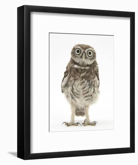 Portrait of a Young Little Owl (Athene Noctua)-Mark Taylor-Framed Photographic Print