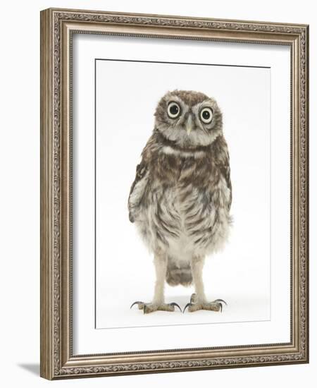 Portrait of a Young Little Owl (Athene Noctua)-Mark Taylor-Framed Photographic Print