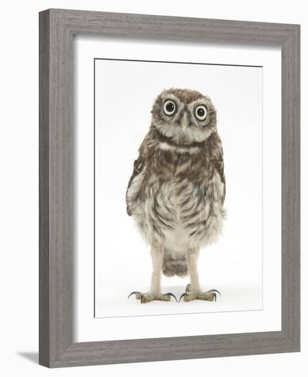 Portrait of a Young Little Owl (Athene Noctua)-Mark Taylor-Framed Photographic Print