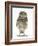 Portrait of a Young Little Owl (Athene Noctua)-Mark Taylor-Framed Photographic Print