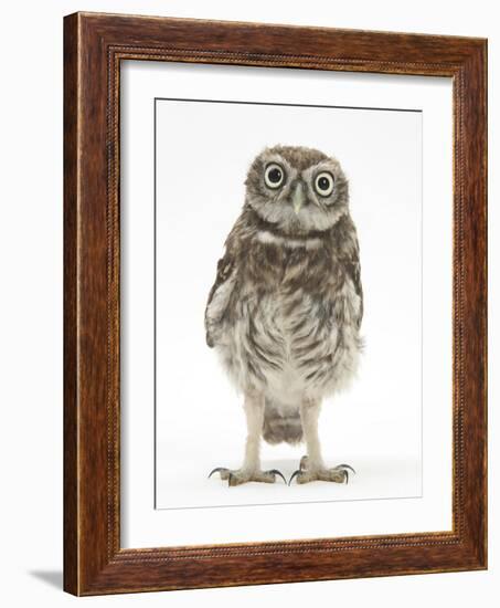 Portrait of a Young Little Owl (Athene Noctua)-Mark Taylor-Framed Photographic Print