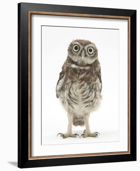 Portrait of a Young Little Owl (Athene Noctua)-Mark Taylor-Framed Photographic Print