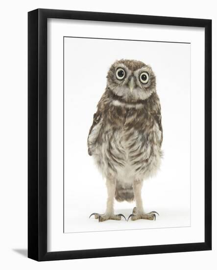 Portrait of a Young Little Owl (Athene Noctua)-Mark Taylor-Framed Photographic Print