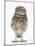 Portrait of a Young Little Owl (Athene Noctua)-Mark Taylor-Mounted Photographic Print