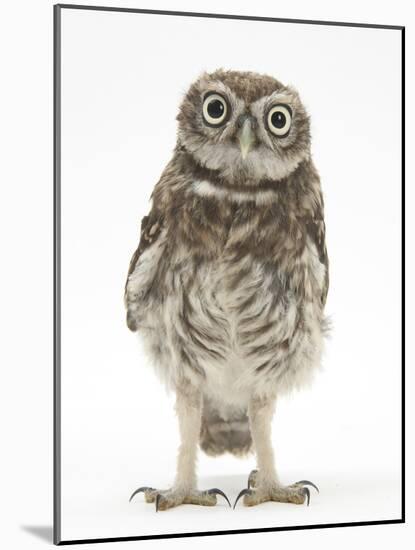 Portrait of a Young Little Owl (Athene Noctua)-Mark Taylor-Mounted Photographic Print