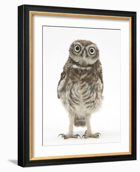 Portrait of a Young Little Owl (Athene Noctua)-Mark Taylor-Framed Photographic Print