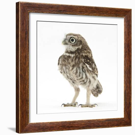 Portrait of a Young Little Owl (Athene Noctua)-Mark Taylor-Framed Photographic Print