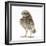 Portrait of a Young Little Owl (Athene Noctua)-Mark Taylor-Framed Photographic Print