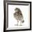 Portrait of a Young Little Owl (Athene Noctua)-Mark Taylor-Framed Photographic Print