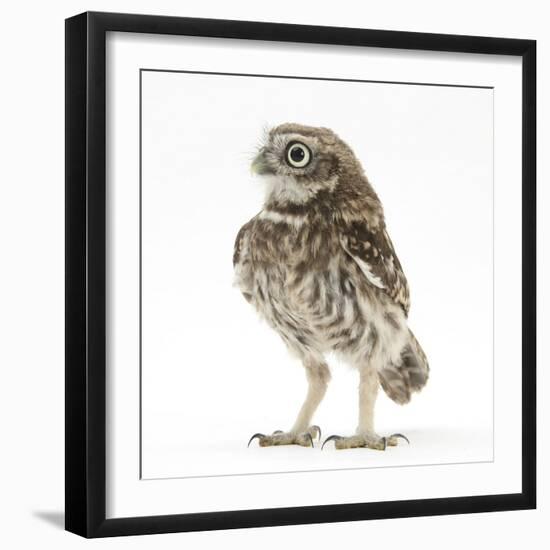 Portrait of a Young Little Owl (Athene Noctua)-Mark Taylor-Framed Photographic Print