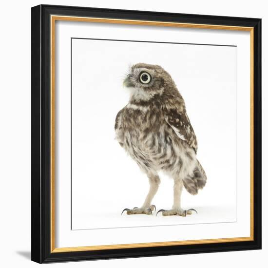 Portrait of a Young Little Owl (Athene Noctua)-Mark Taylor-Framed Photographic Print