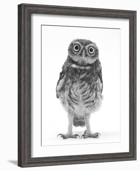 Portrait of a Young Little Owl (Athene Noctua)-Mark Taylor-Framed Photographic Print