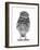 Portrait of a Young Little Owl (Athene Noctua)-Mark Taylor-Framed Photographic Print