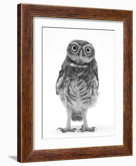 Portrait of a Young Little Owl (Athene Noctua)-Mark Taylor-Framed Photographic Print