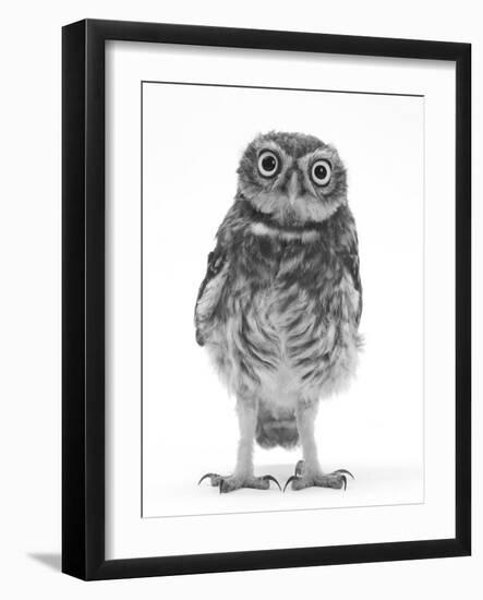 Portrait of a Young Little Owl (Athene Noctua)-Mark Taylor-Framed Photographic Print