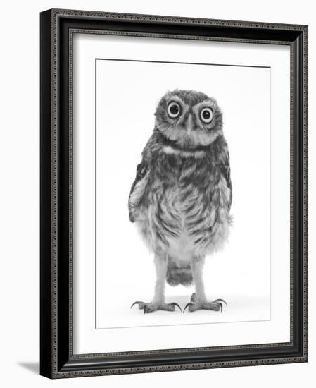 Portrait of a Young Little Owl (Athene Noctua)-Mark Taylor-Framed Photographic Print