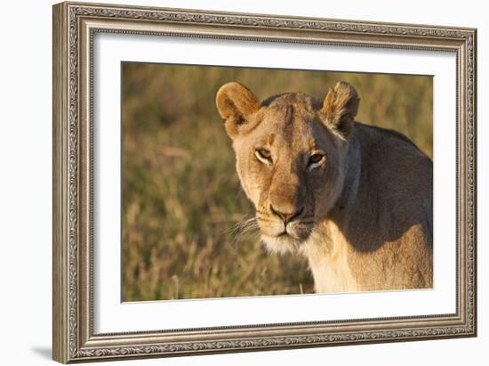 Portrait Of A Young Wild Lioness In Morning Light In The Masai Mara, Kenya-Karine Aigner-Framed Photographic Print