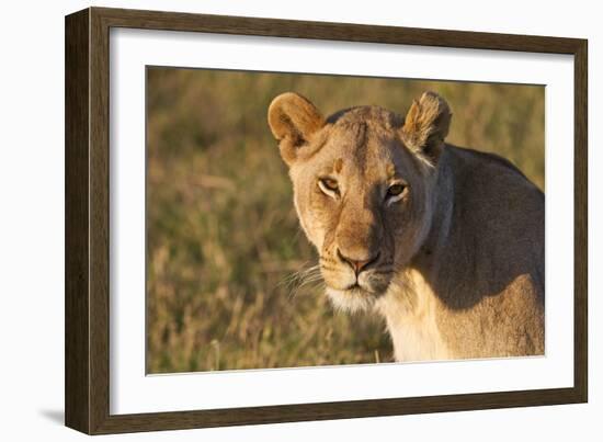 Portrait Of A Young Wild Lioness In Morning Light In The Masai Mara, Kenya-Karine Aigner-Framed Photographic Print