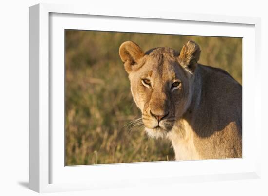 Portrait Of A Young Wild Lioness In Morning Light In The Masai Mara, Kenya-Karine Aigner-Framed Photographic Print