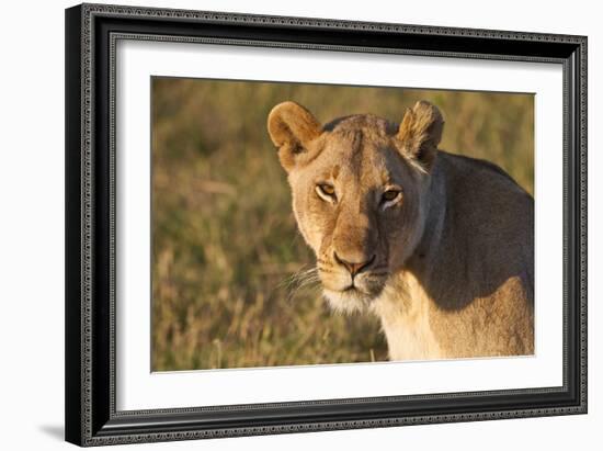 Portrait Of A Young Wild Lioness In Morning Light In The Masai Mara, Kenya-Karine Aigner-Framed Photographic Print