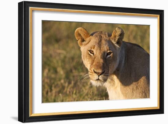 Portrait Of A Young Wild Lioness In Morning Light In The Masai Mara, Kenya-Karine Aigner-Framed Photographic Print