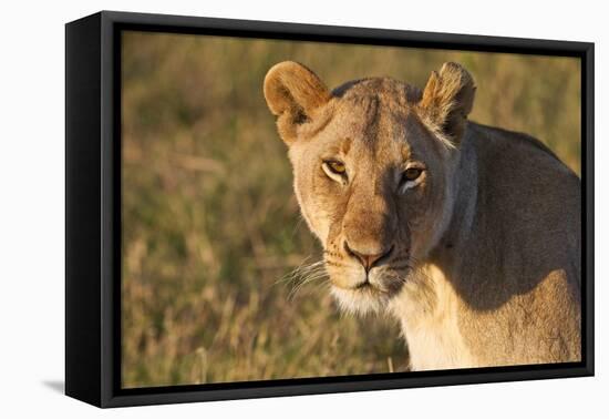 Portrait Of A Young Wild Lioness In Morning Light In The Masai Mara, Kenya-Karine Aigner-Framed Premier Image Canvas